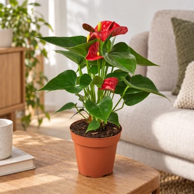 Anthurium 'Red'
