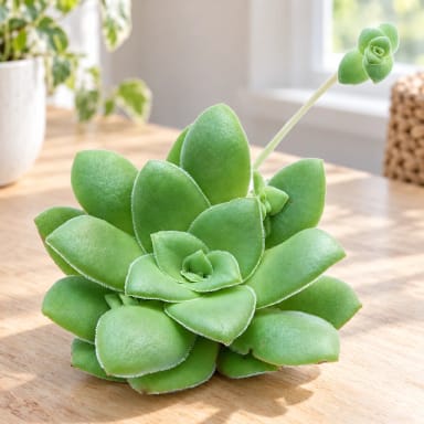 Crassula orbicularis