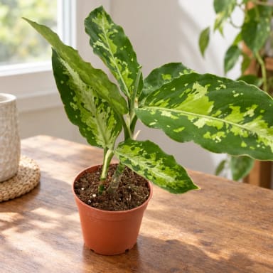 Chinese Evergreen Pictum Tricolor