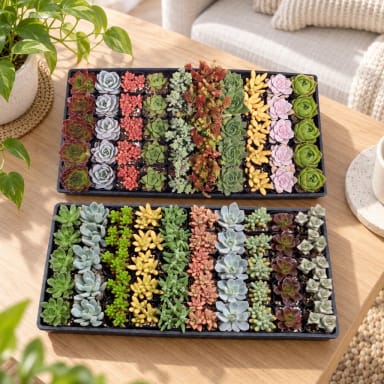 Best Value Succulents Bulk Pack (25-100 Plants, 2" Pots)