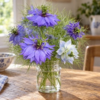 Love-in-a-Mist Flower seeds