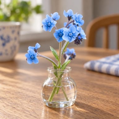 Chinese Forget-Me-Not Flower seeds