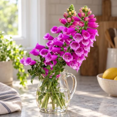 Foxglove Flower seeds